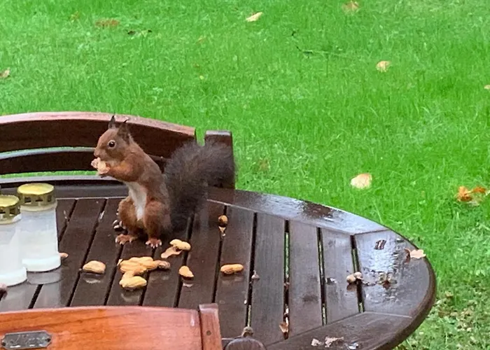 別荘 Luxe Recreatiebungalow